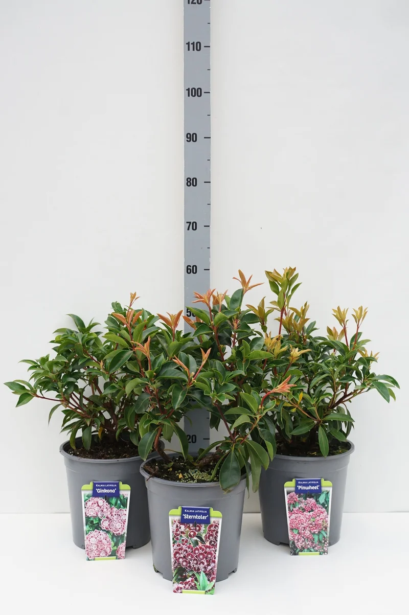 Kalmia i sorter C7,5 (7,5 liters kruka) 30-40 cm