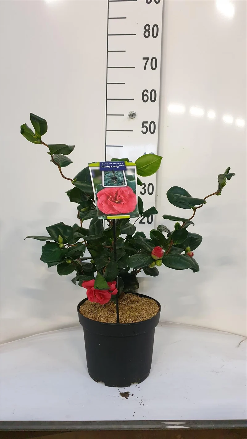 Camellia j. 'Curly Lady' C5 (5 liters kruka) 60-70 cm