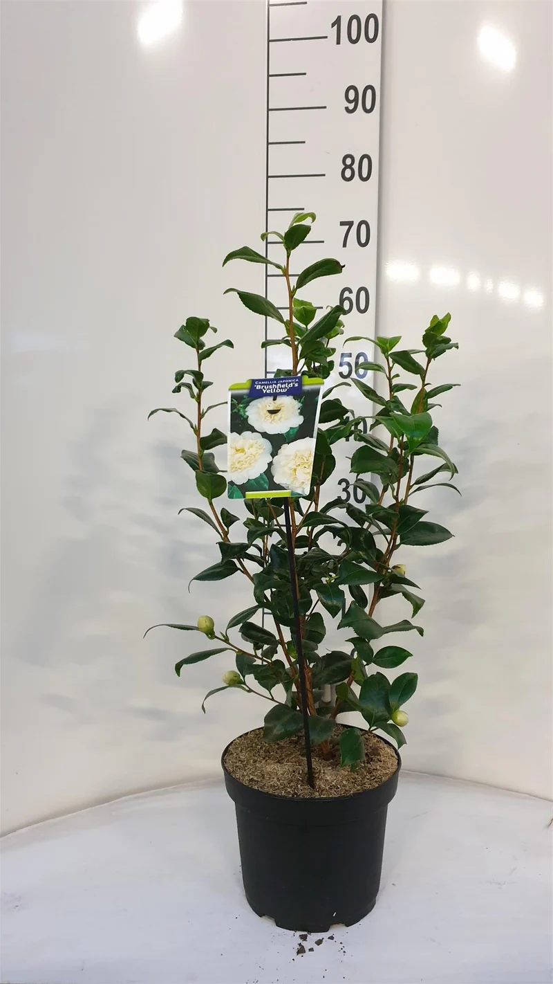 Camellia japonica 'Brushfield's Yellow' C5 (5 liters kruka) 60-70 cm