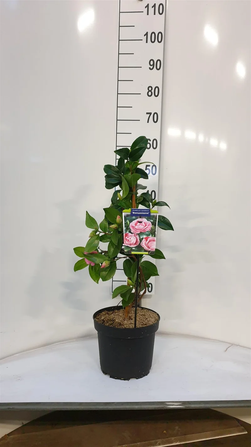 Camellia j. 'Bonomiana' C5 (5 liters kruka) 60-70 cm