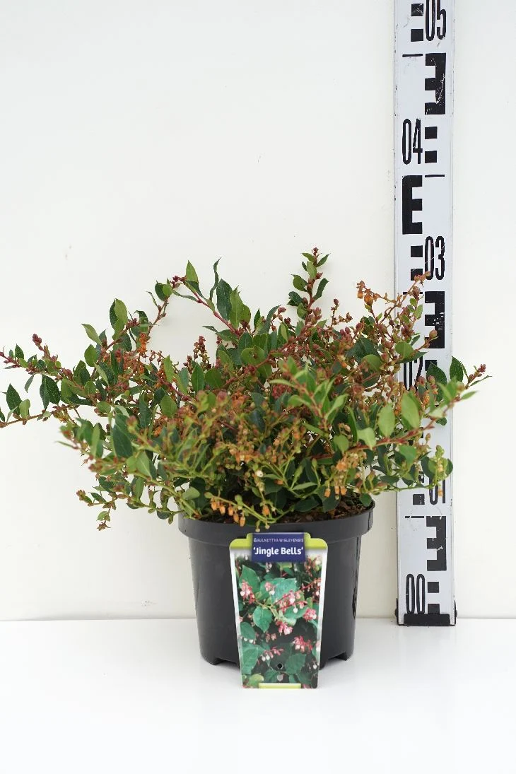 Gaulnettya 'Jingle Bells' C2 (2 liters kruka) 20-25 cm