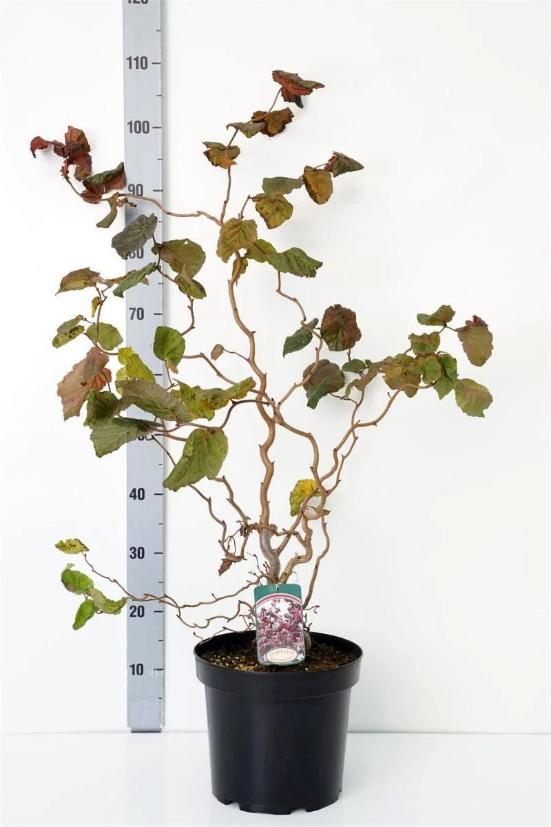 Corylus a. 'Red Majestic' C7,5 (7,5 liters kruka) 80-100 cm