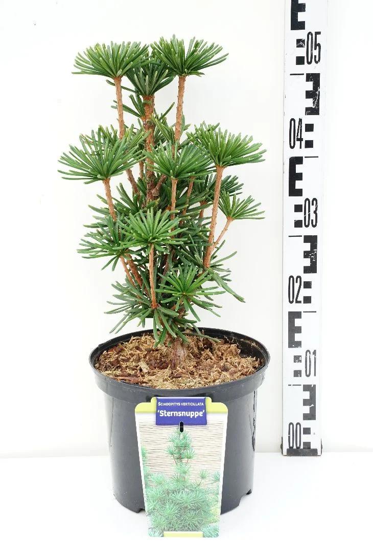 Sciadopitys vert. 'Sternschnuppe' C5 (5 liters kruka) 30-40 cm