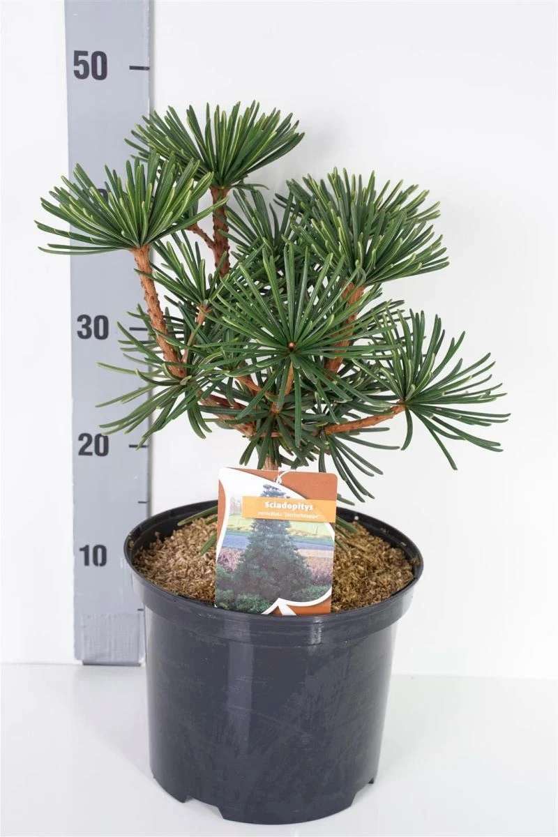 Sciadopitys vert. 'Sternschnuppe' C5 (5 liters kruka) 25-30 cm