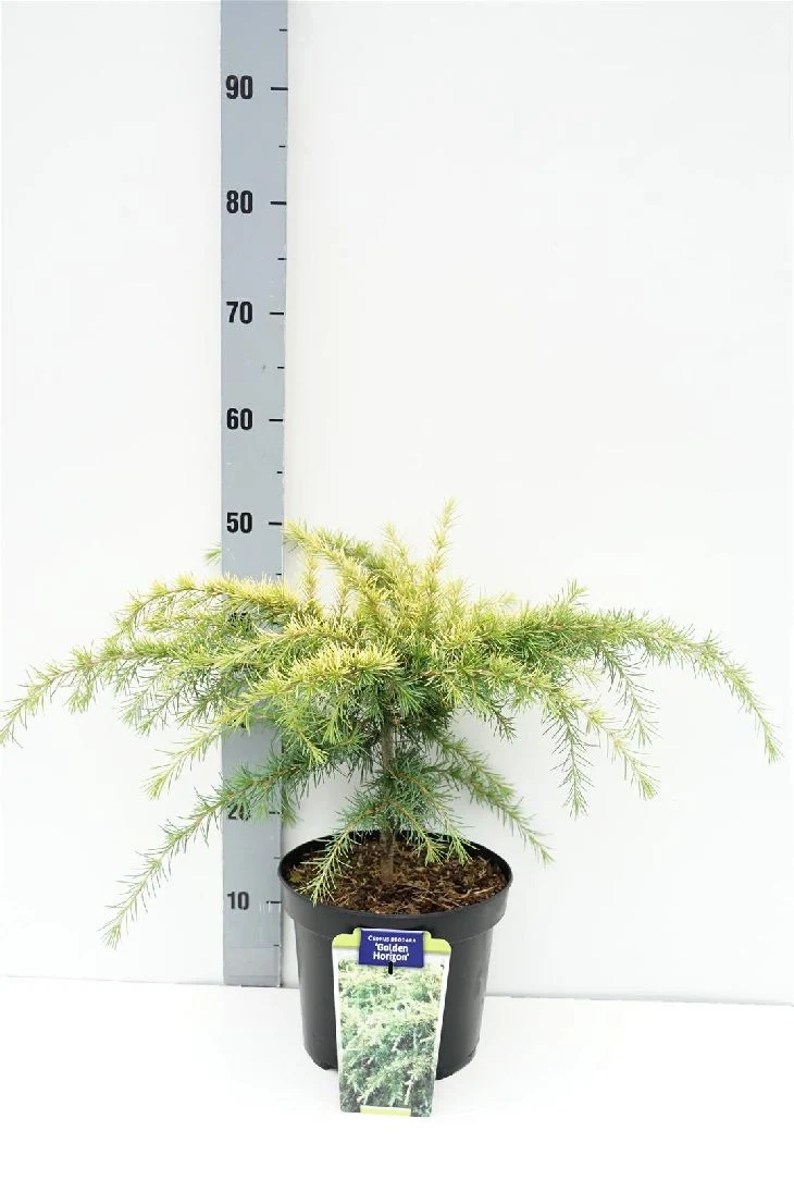 Cedrus deodara 'Golden Horizon' C5 (5 liters kruka) 30-40 cm