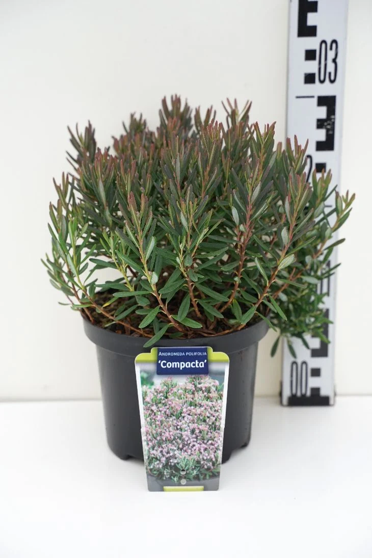 Andromeda polifolia 'Compacta' C2 (2 liters kruka) 20-25 cm