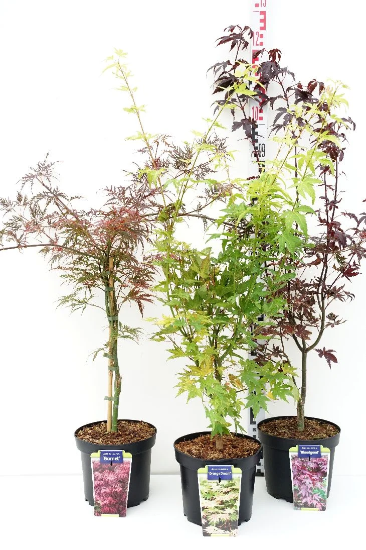 Japansk lönn (Acer palmatum) i sorter C5 (5 liters kruka) 50-60 cm