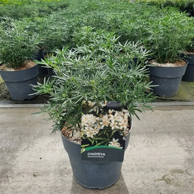 Choisya ternata 'White Dazzler' C10 (10 liters kruka) 20-30 cm