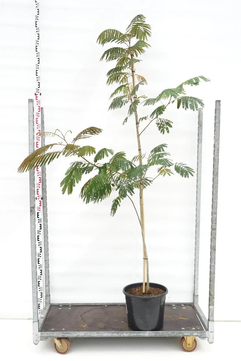 Albizia jul. 'Evi's Pride' C20 (20 liters kruka) 175-200 cm