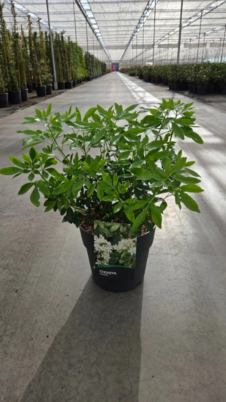 Choisya ternata C10 (10 liters kruka) 30-40 cm