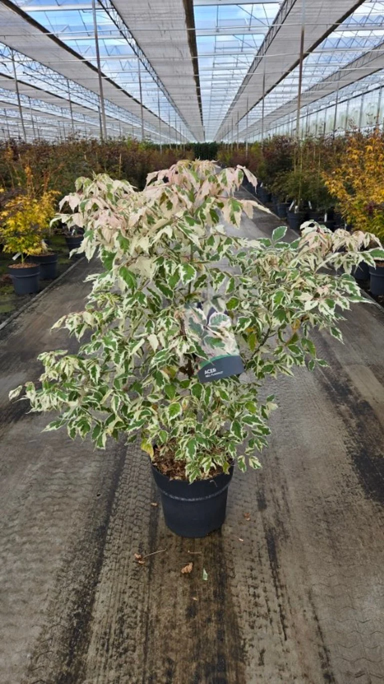 Acer negundo 'Flamingo' C12 (12 liters kruka) 80-100 cm
