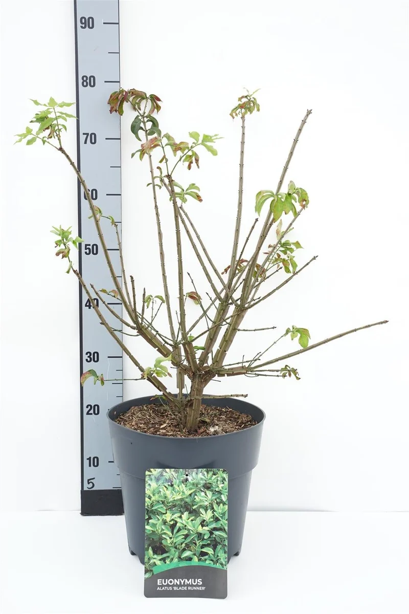 Euonymus alatus 'Blade Runner' C10 (10 liters kruka) 40-50 cm