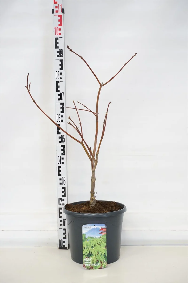 Acer japonicum 'Aconitifolium' C10 (10 liters kruka) 50-60 cm