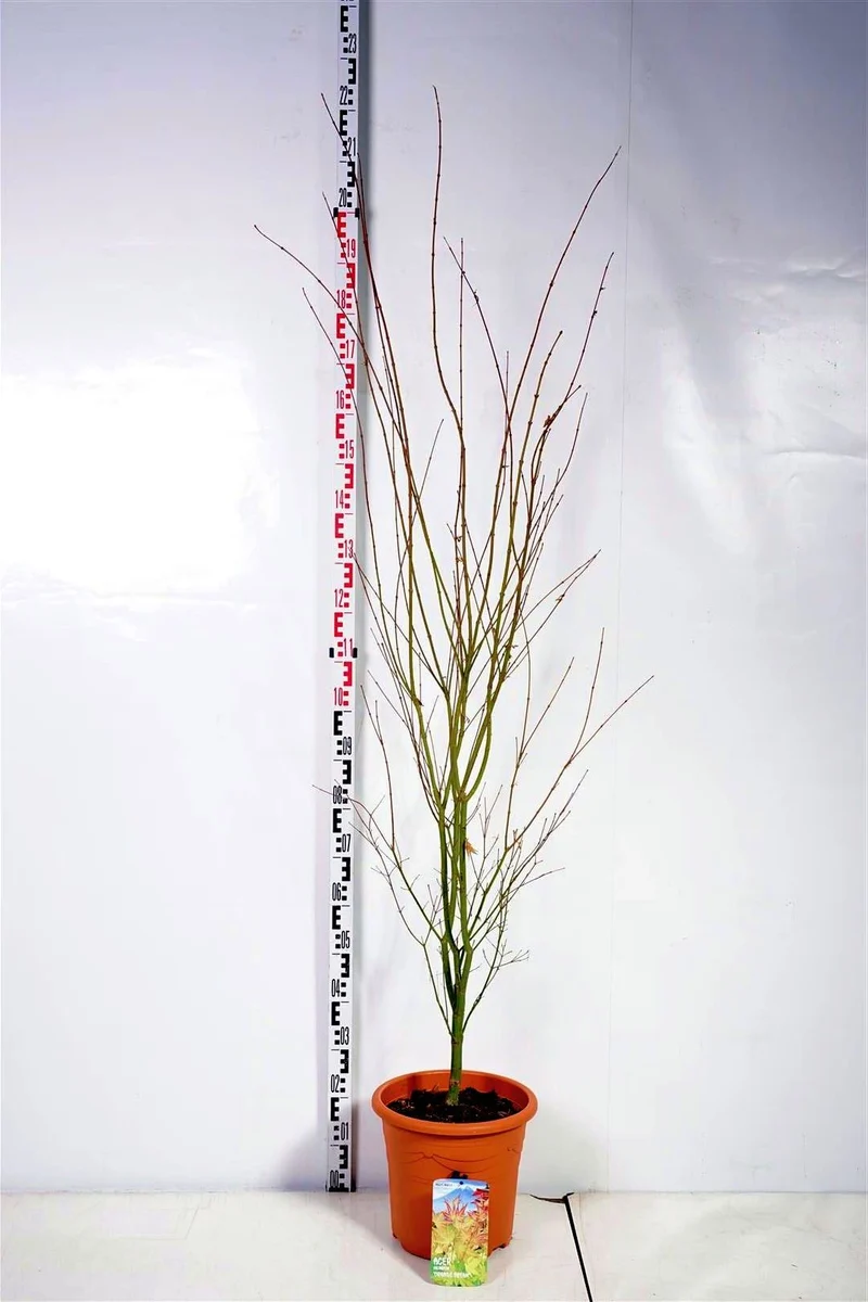 Acer palmatum 'Orange Dream' C15 (15 liters kruka) 100-125 cm