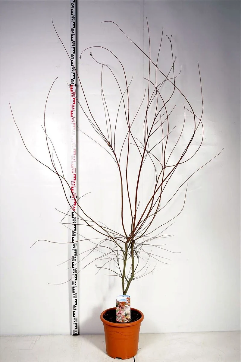 Acer palmatum 'Deshojo' C15 (15 liters kruka) 100-125 cm