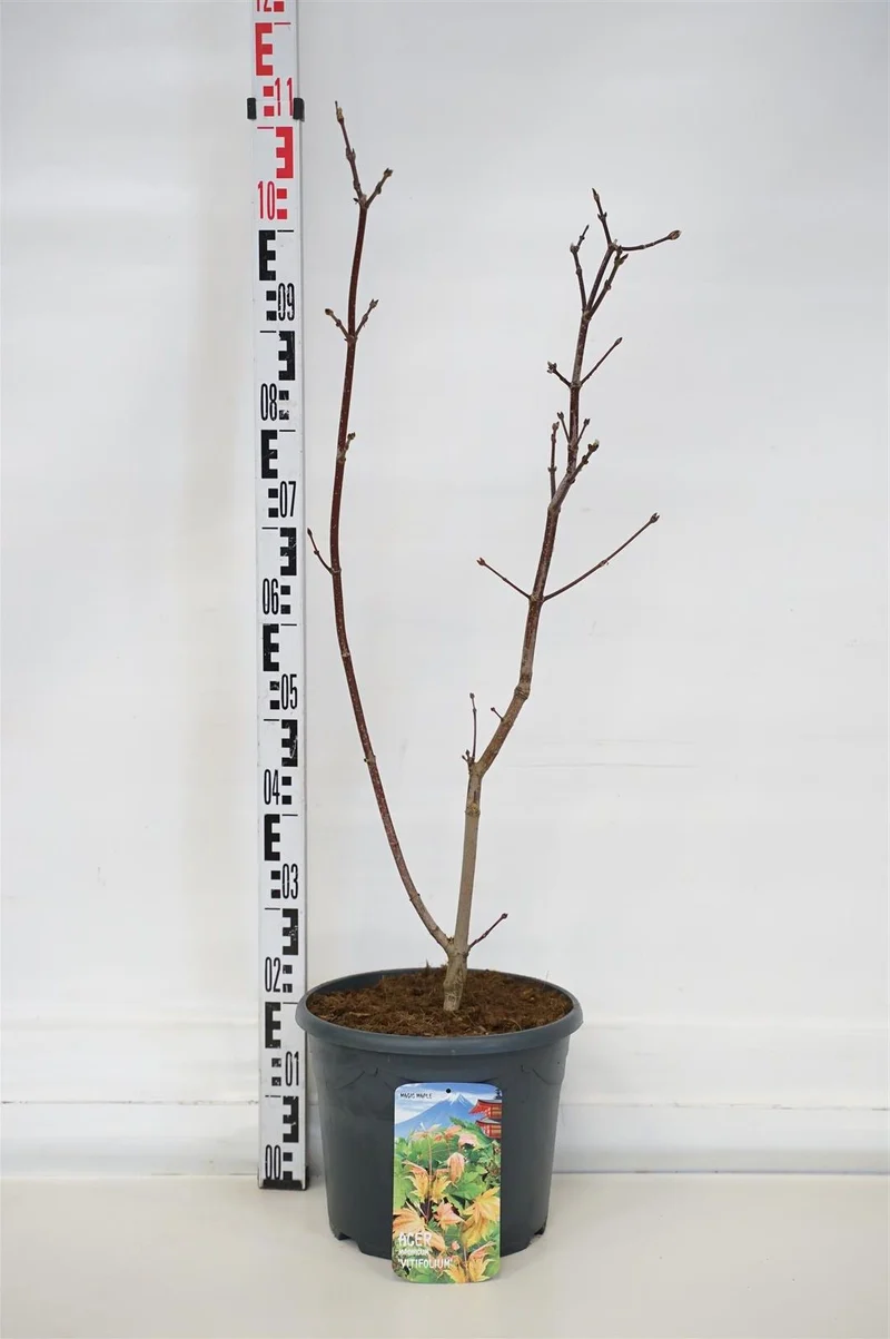 Acer jap. 'Vitifolium' C10 (10 liters kruka) 60-80 cm