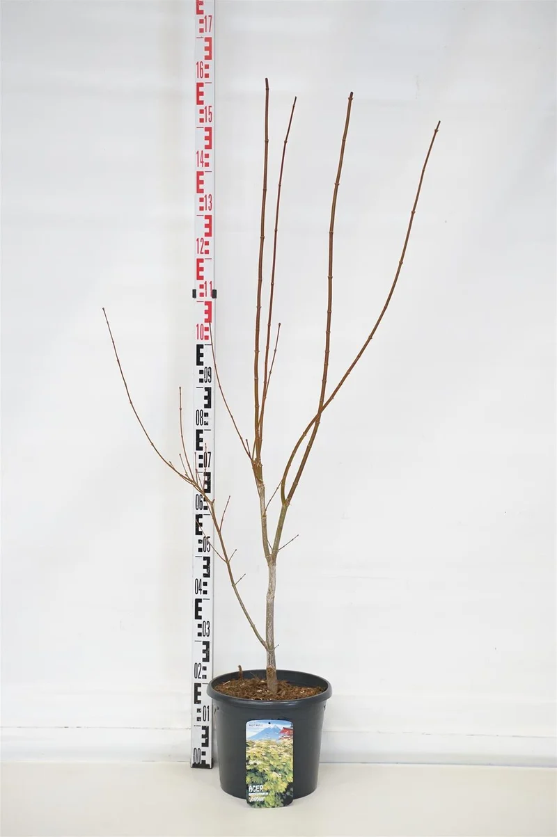 Acer shirasawanum 'Jordan' C10 (10 liters kruka) 60-80 cm