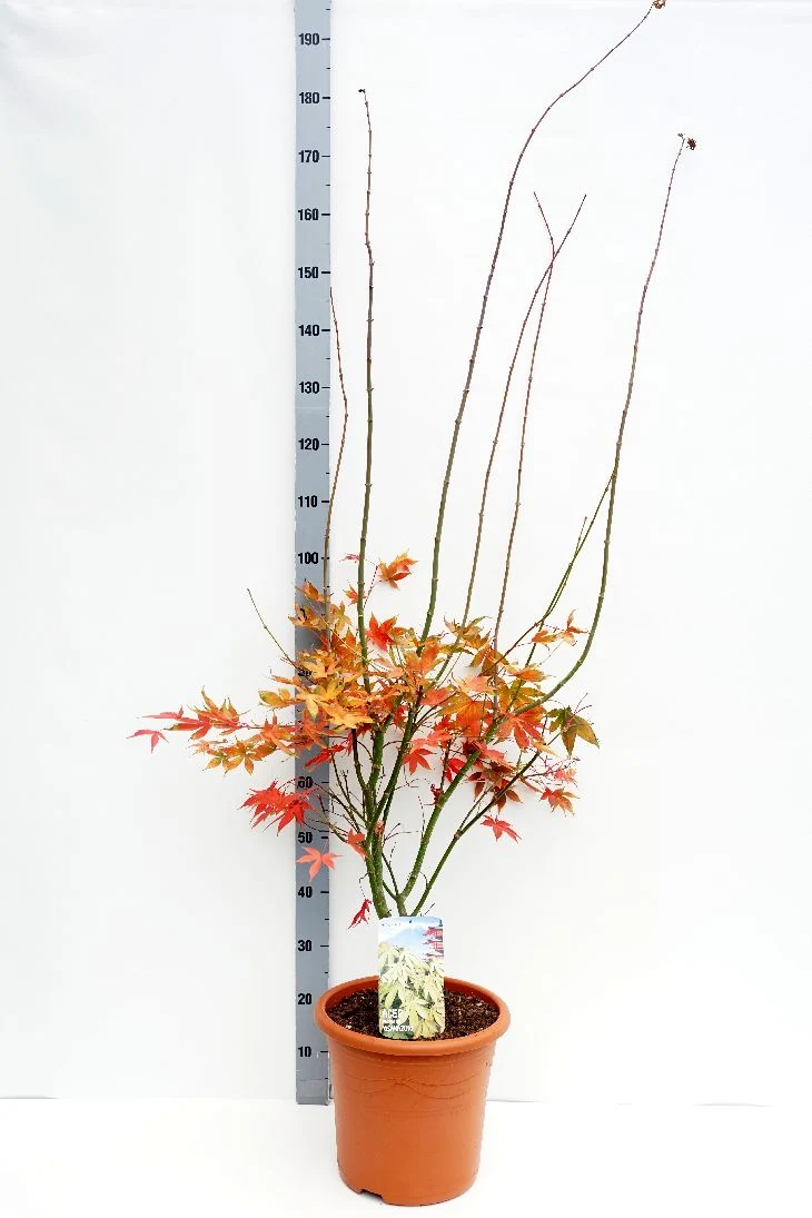 Acer palmatum 'Osakazuki' C15 (15 liters kruka) 100-125 cm