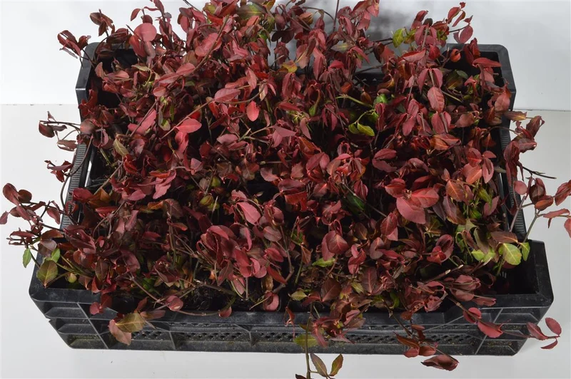 Euonymus fort. 'Dart's Blanket' 9 cm kruka