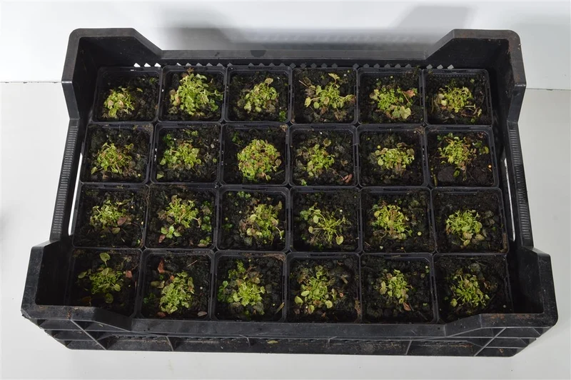 Campanula carp. 'Weisse Clips' 9 cm kruka