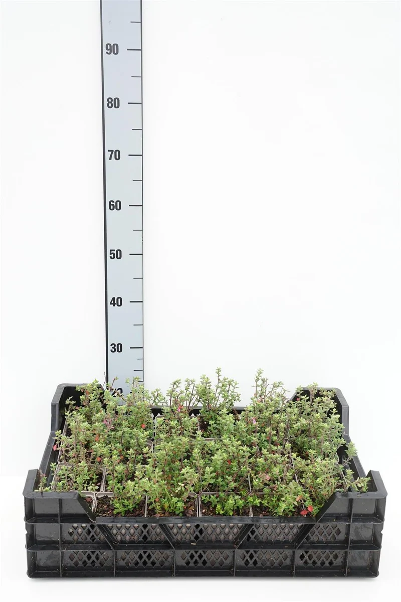 Teucrium lucidrys 9 cm kruka