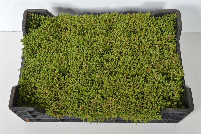Sedum acre 'Yellow Queen' 9 cm kruka