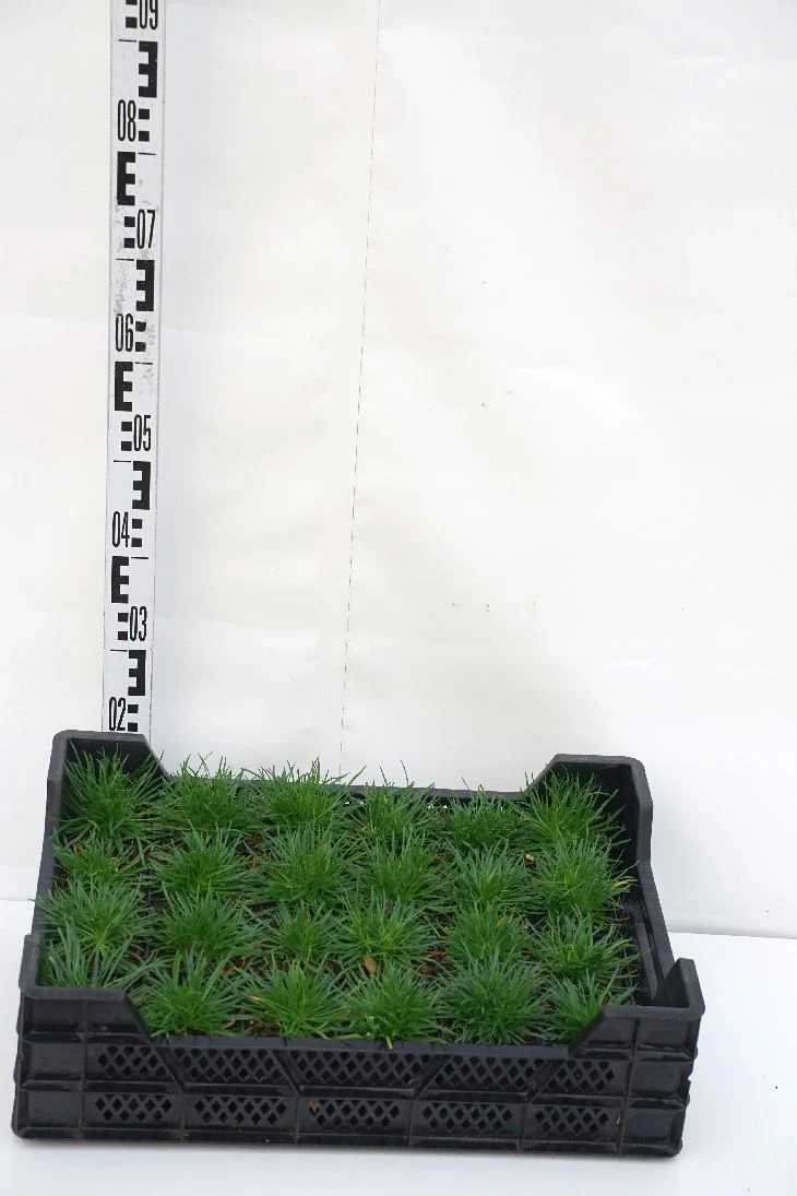 Armeria mar. 'Alba' 9 cm kruka