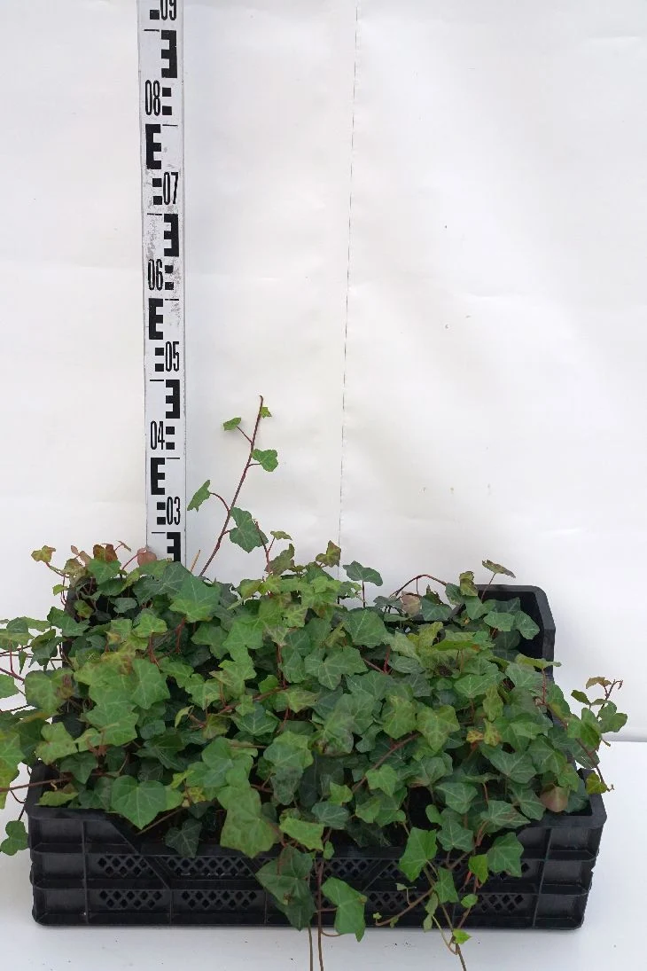 Hedera helix - 9 cm kruka
