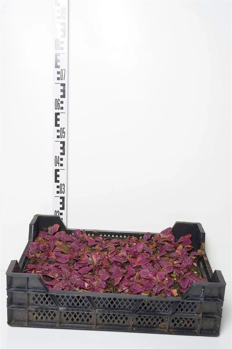 Ajuga reptans 'Burgundy Glow' 9 cm kruka