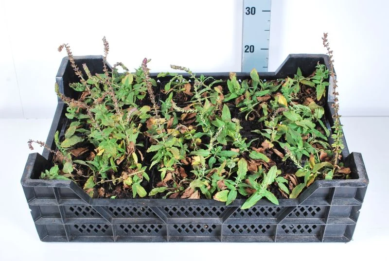 Salvia nemorosa 'Ostfriesland' 9 cm kruka