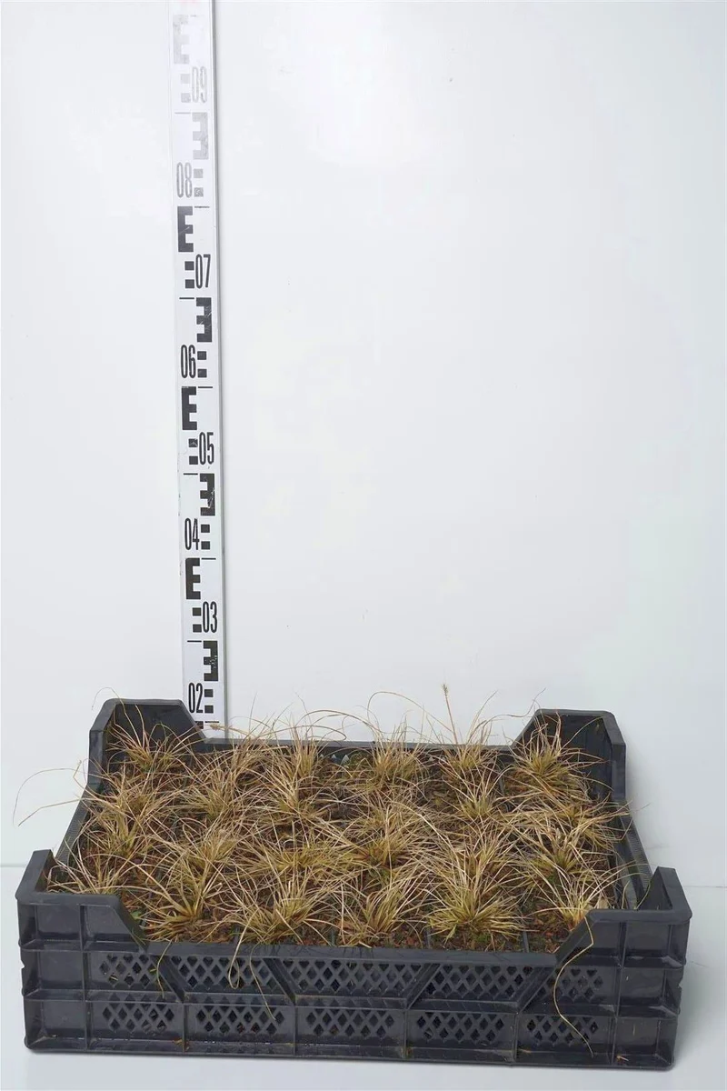 Pennisetum al. 'Little Bunny' 9 cm kruka