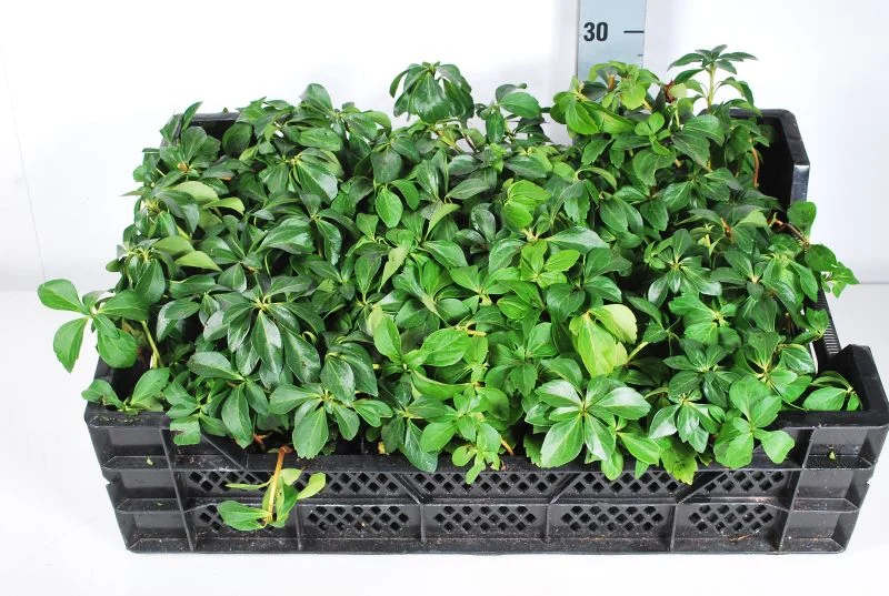 Pachysandra terminalis - 9 cm kruka