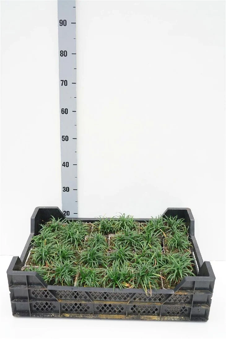 Ophiopogon jap. 'Minor' 9 cm kruka