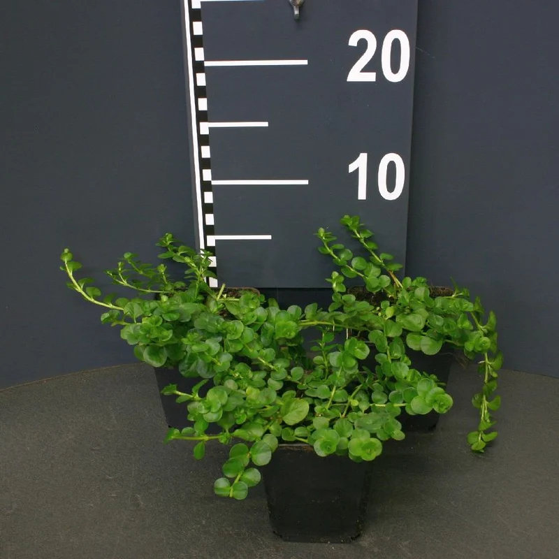 Lysimachia nummularia 9 cm kruka