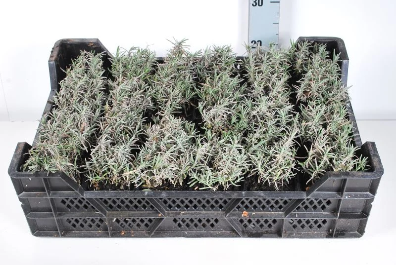 Lavandula ang. 'Dwarf Blue' 9 cm kruka