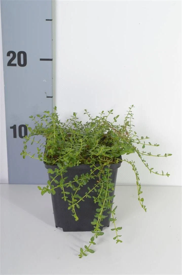 Herniaria glabra 9 cm kruka