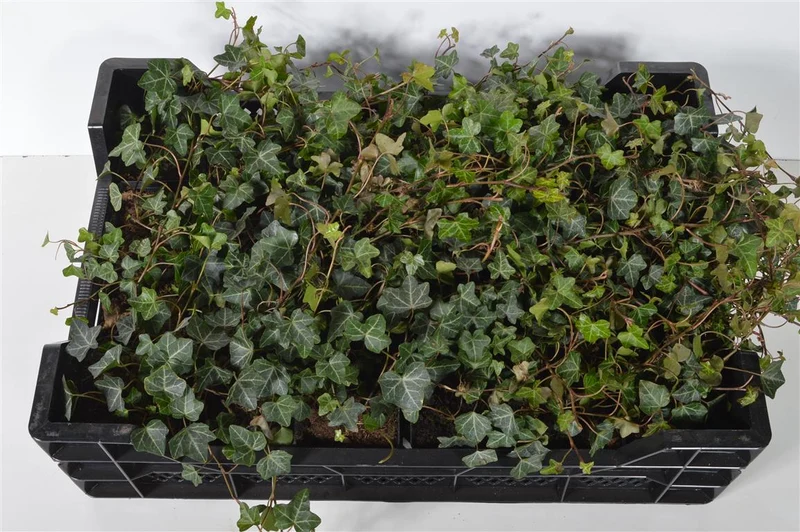Hedera helix 'Walthamensis' 9 cm kruka