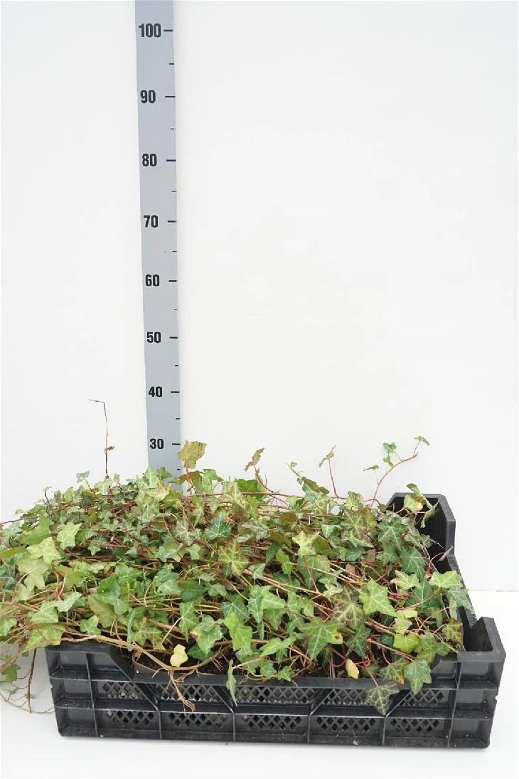 Hedera helix 'Plattensee' 9 cm kruka