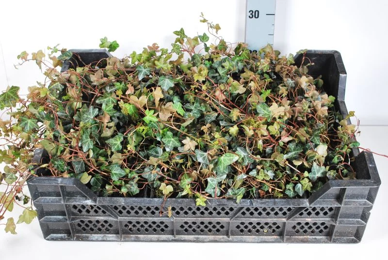 Hedera helix 'Normandy Carpet' 9 cm kruka
