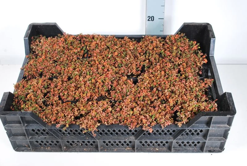 Acaena micro. 'Kupferteppich' 9 cm kruka