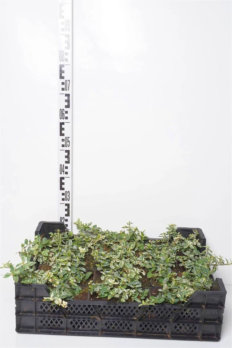 Euonymus fort. 'Harlequin' 9 cm kruka