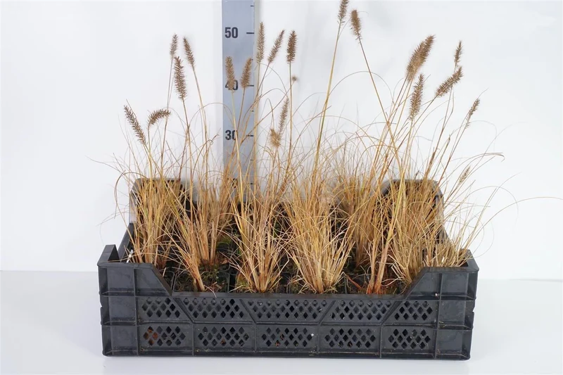 Pennisetum al. 'Hameln' (9 cm kruka)