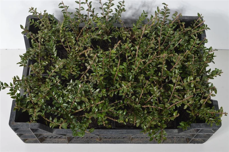 Lonicera pileata 9 cm kruka