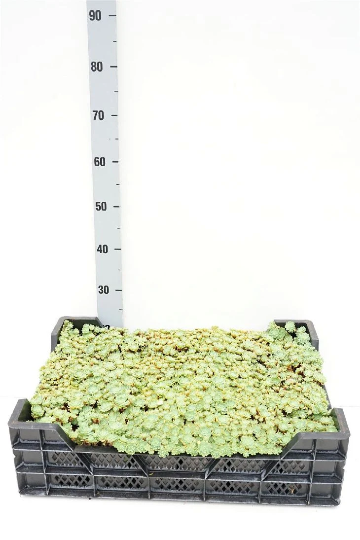 Sedum pachyclados 9 cm kruka