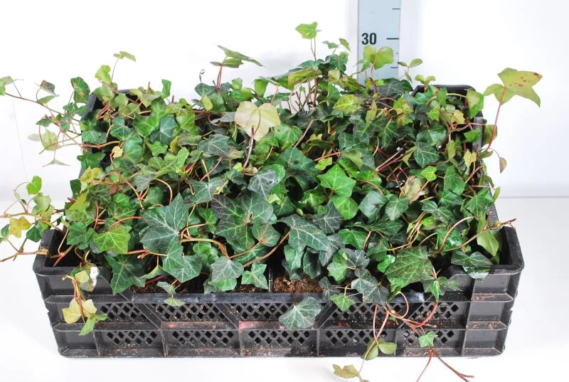 Hedera hibernica 9 cm kruka