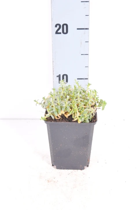 Cerastium tomentosum - 9 cm kruka