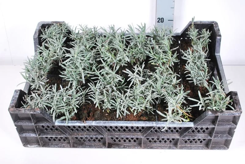 Lavandula angustifolia 'Munstead' 9 cm kruka