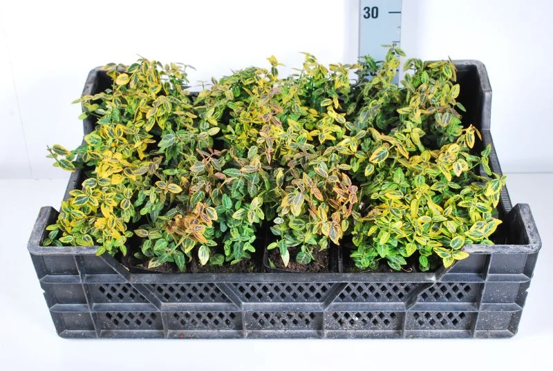 Euonymus fort. 'Emerald 'n 'Gold' - 9 cm kruka