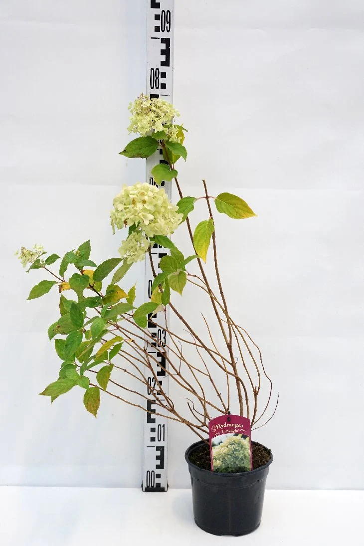Hydrangea pan. 'Limelight' C2 (2 liters kruka)