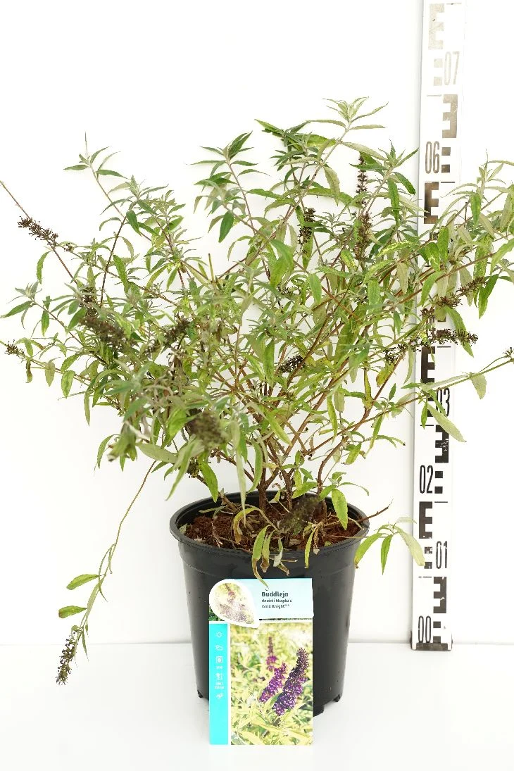 Buddleja d. 'Magda's Gold Knight'® C7 (7 liters kruka) 40-50 cm